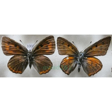 Lycaena alciphron (Rottemburg, 1775) pair Czerwończyk zamgleniec Slovenia100f